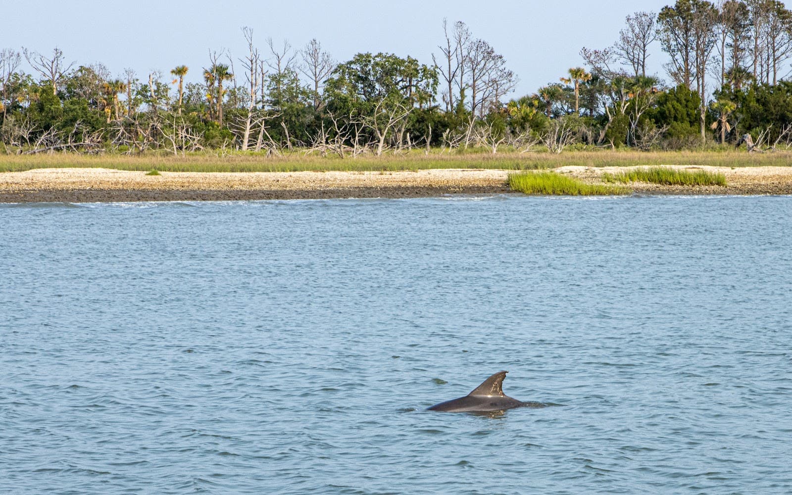 Barrier Island Ecotours — photo 1