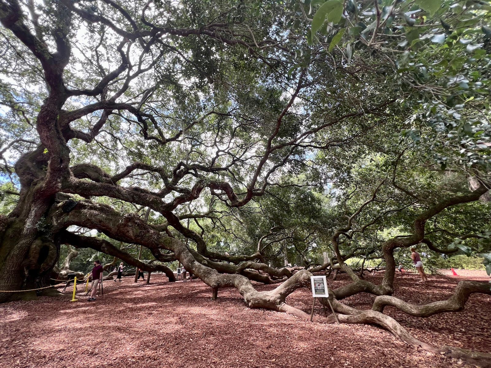 Angel Oak Tree — photo 1