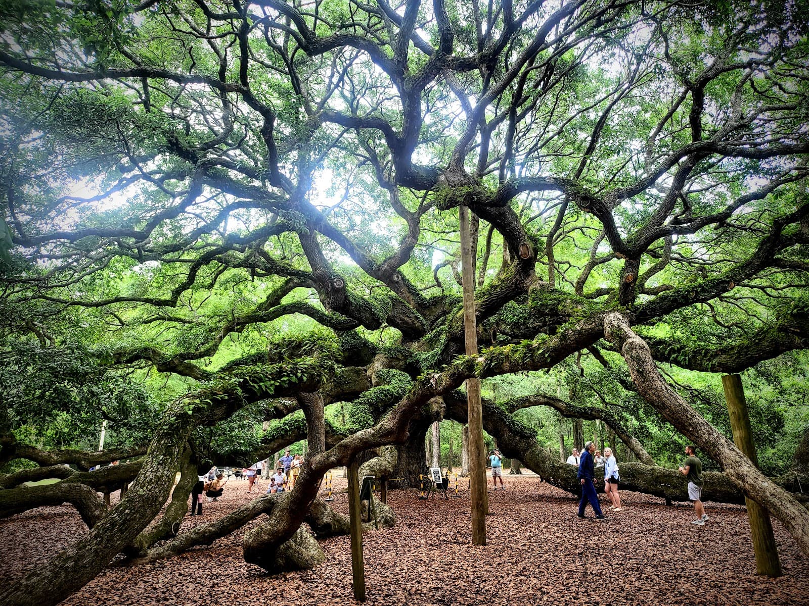 Angel Oak Tree — photo 2