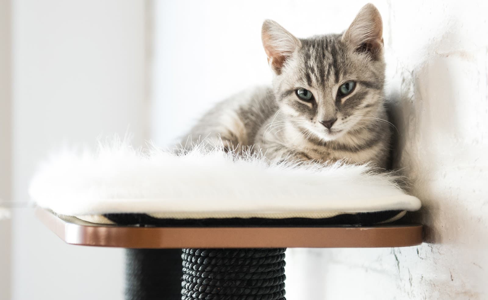 Pounce Cat Cafe + Wine Bar — photo 1