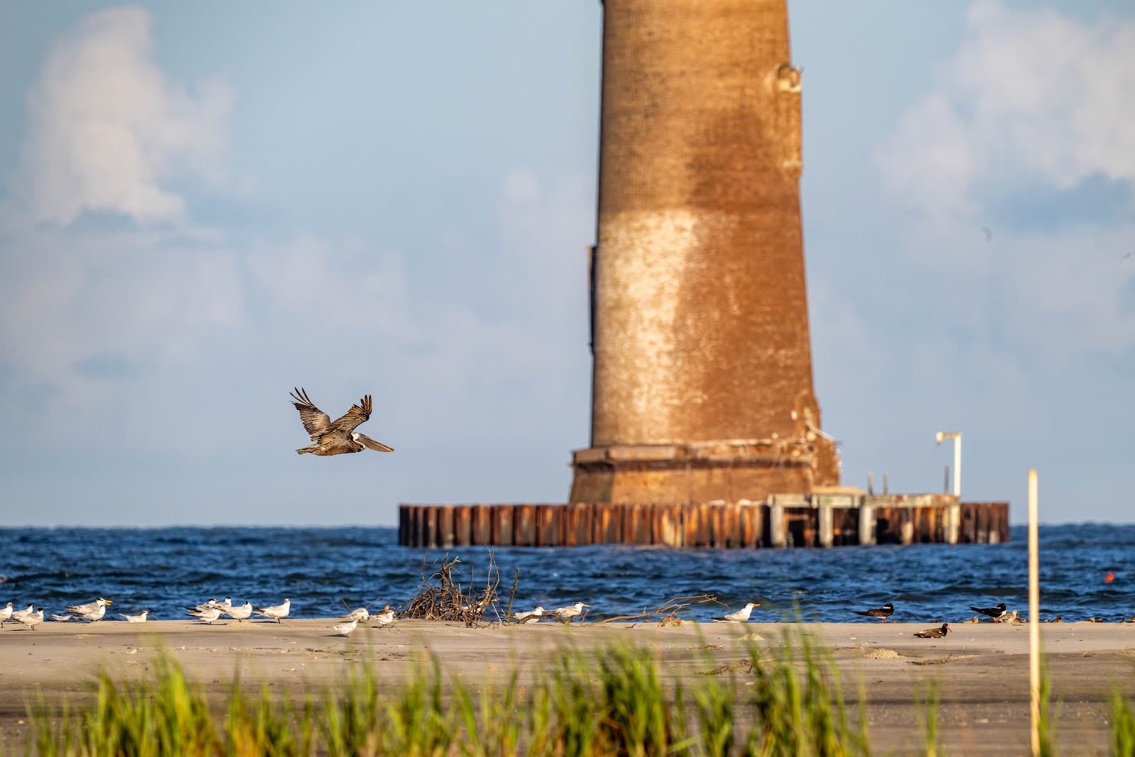 Flipper Finders Boat Tours - Folly Beach