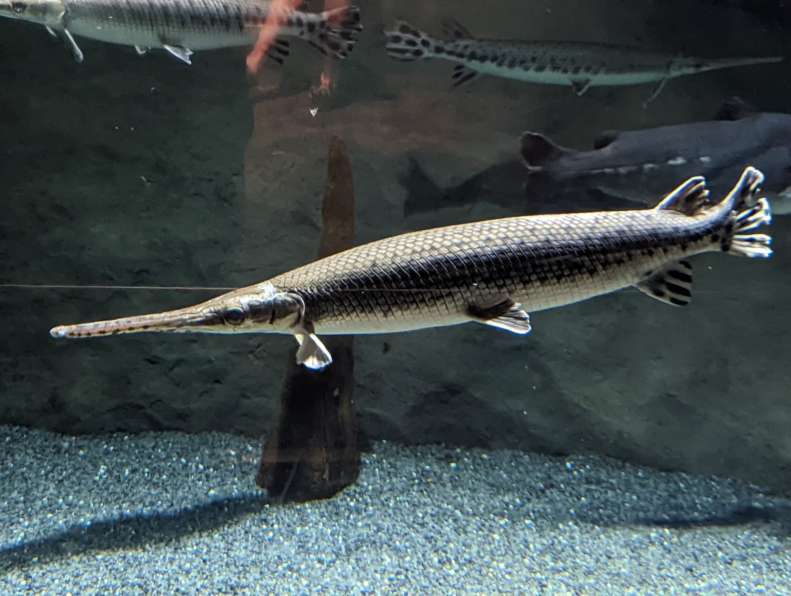 South Carolina Aquarium — photo 1