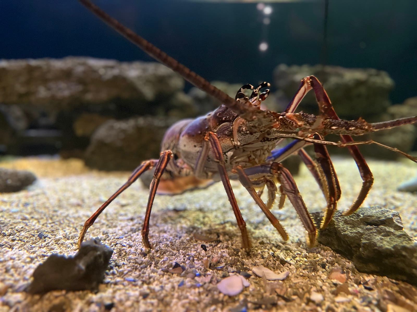 South Carolina Aquarium — photo 2