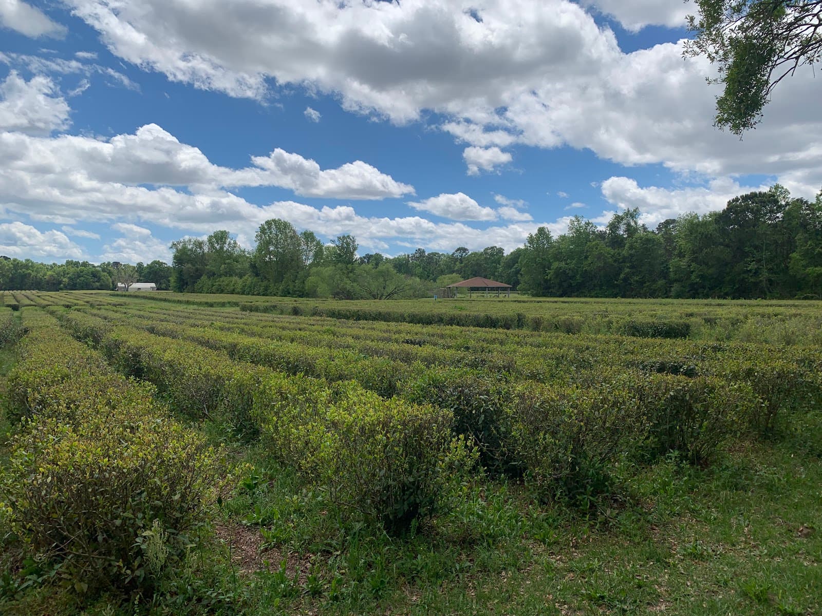 Charleston Tea Garden — photo 2