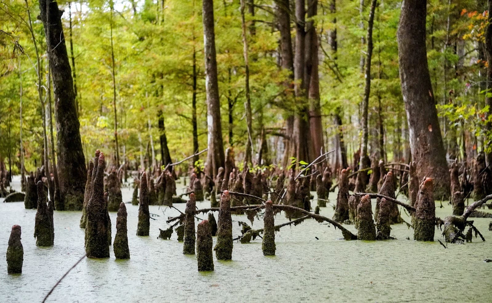 Charleston Kayak — photo 1