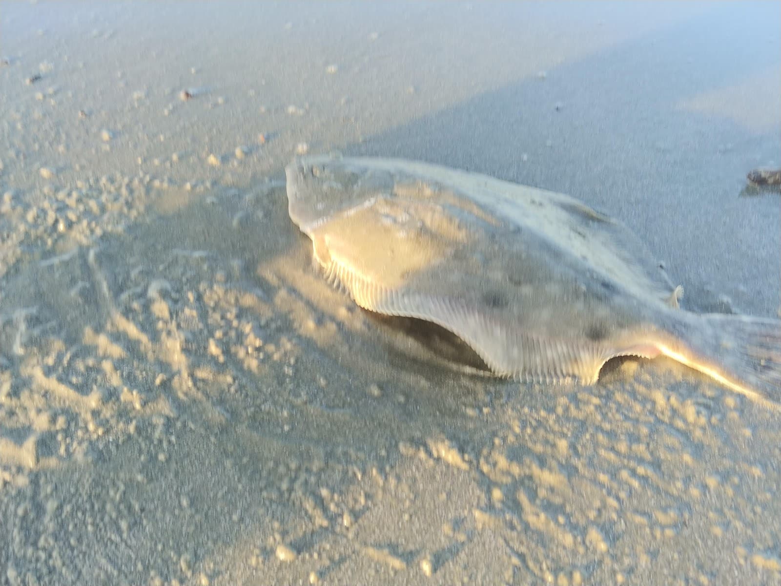 Seabrook Island Beach — photo 2