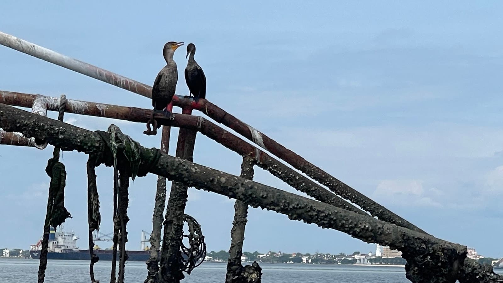 Shem Creek Kayak Tour — photo 2