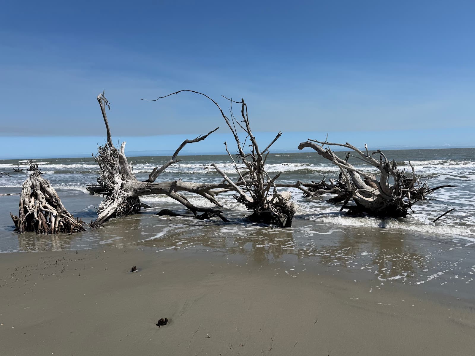 Coastal Expeditions on Shem Creek — photo 1