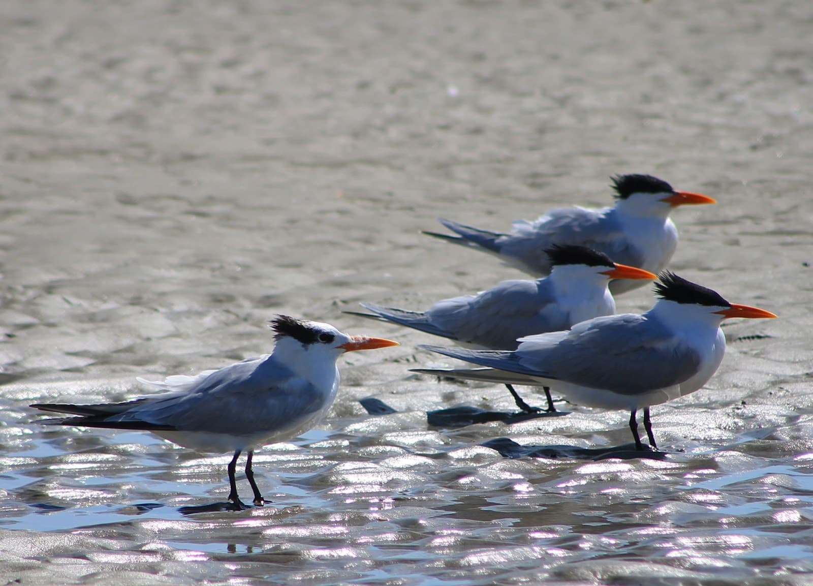 Avid Angling Fishing Charters — photo 1