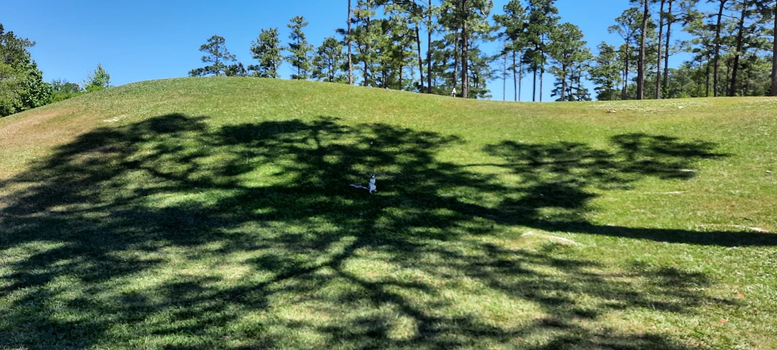 The Club at Pine Forest — photo 2