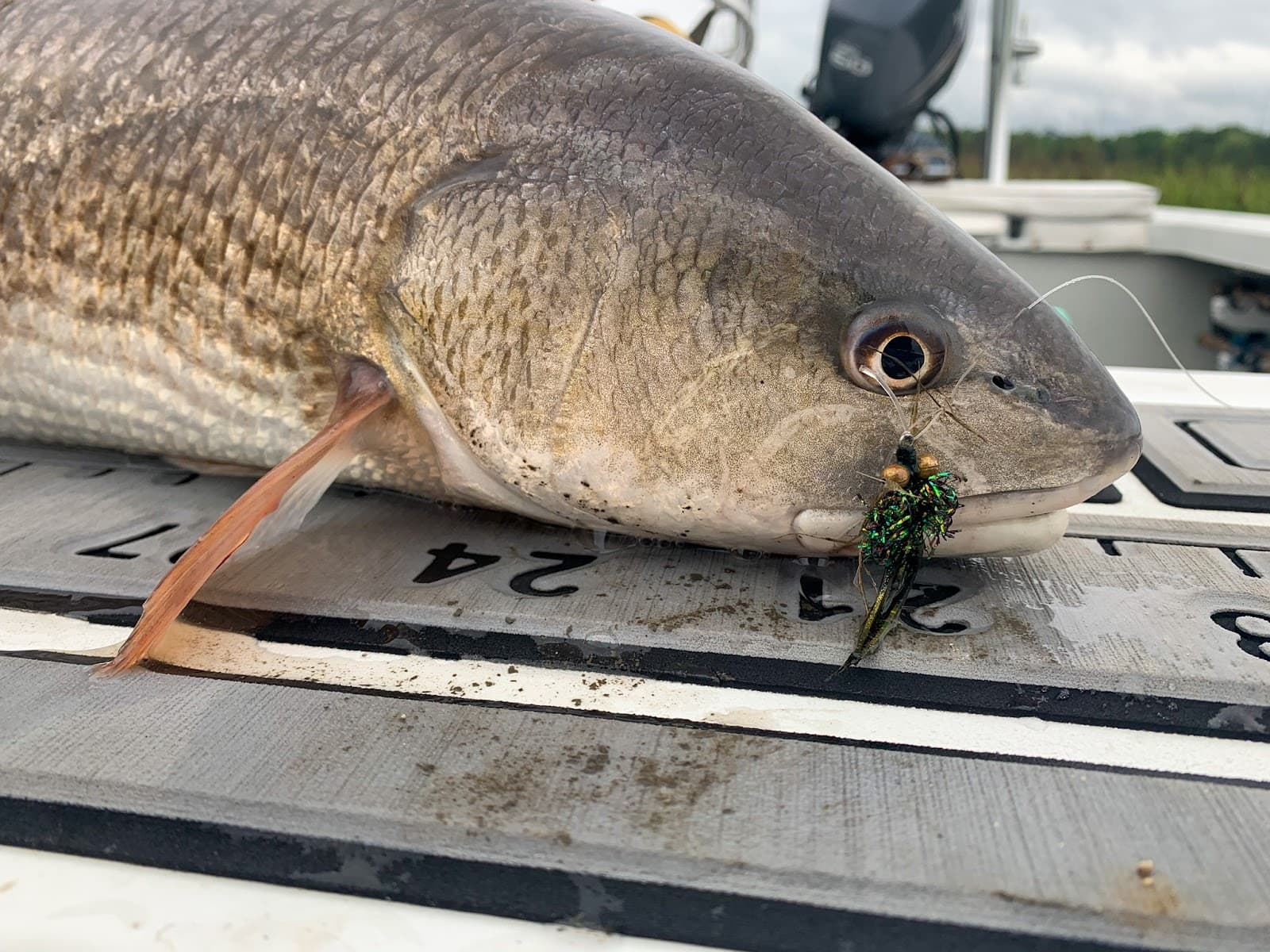 Ace Outdoors Charleston Fishing — photo 2