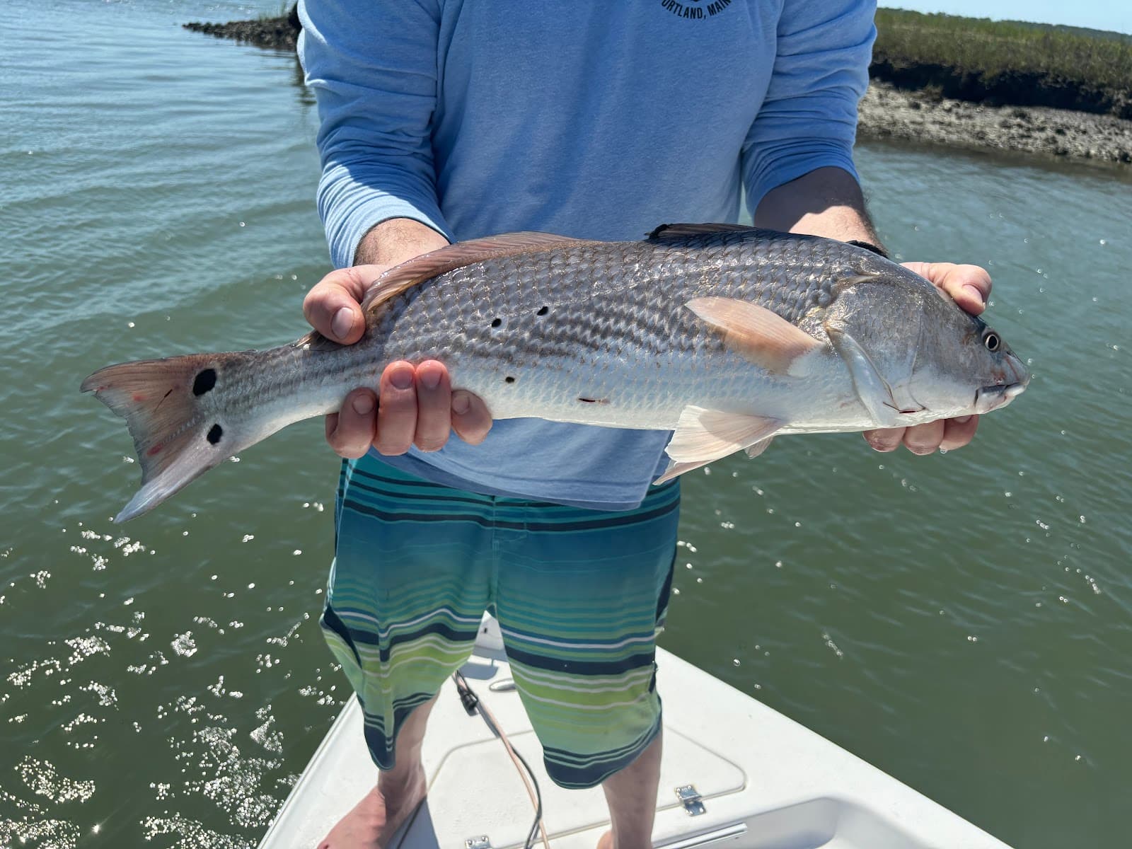 Charleston Charters (Private Dolphin Cruise BYOB)
