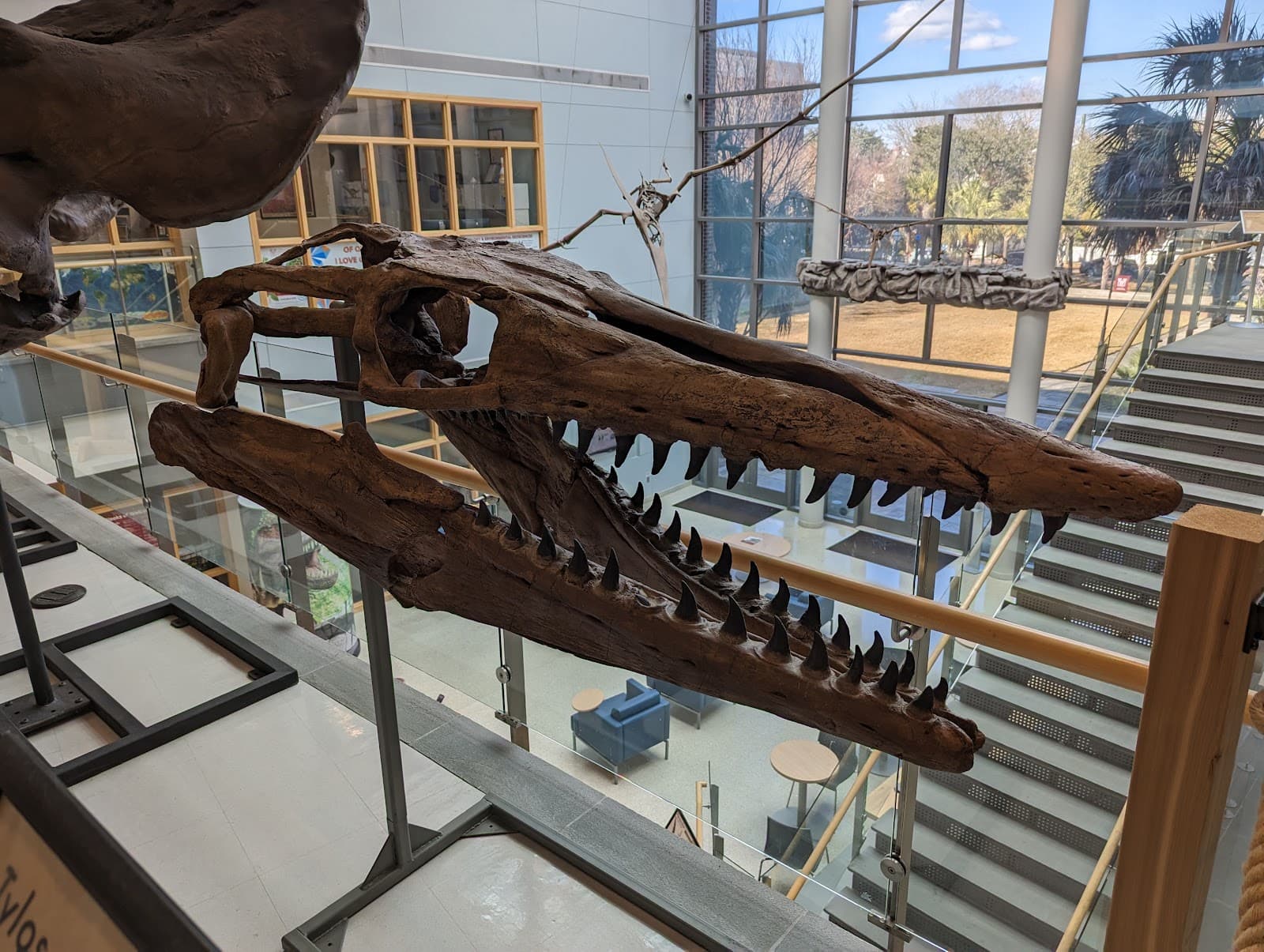 Mace Brown Museum of Natural History - College of Charleston — photo 1