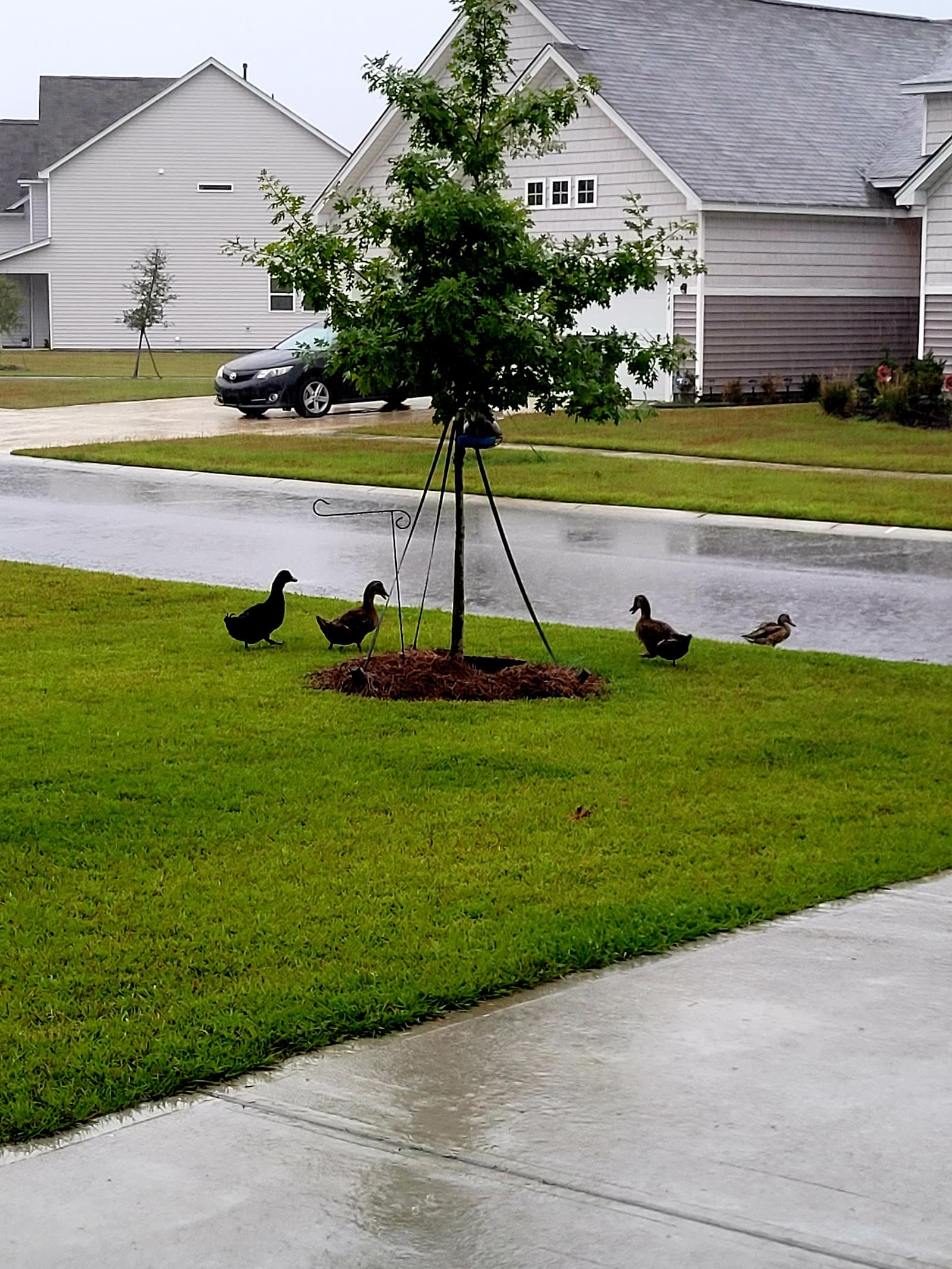 Summerville — photo 1