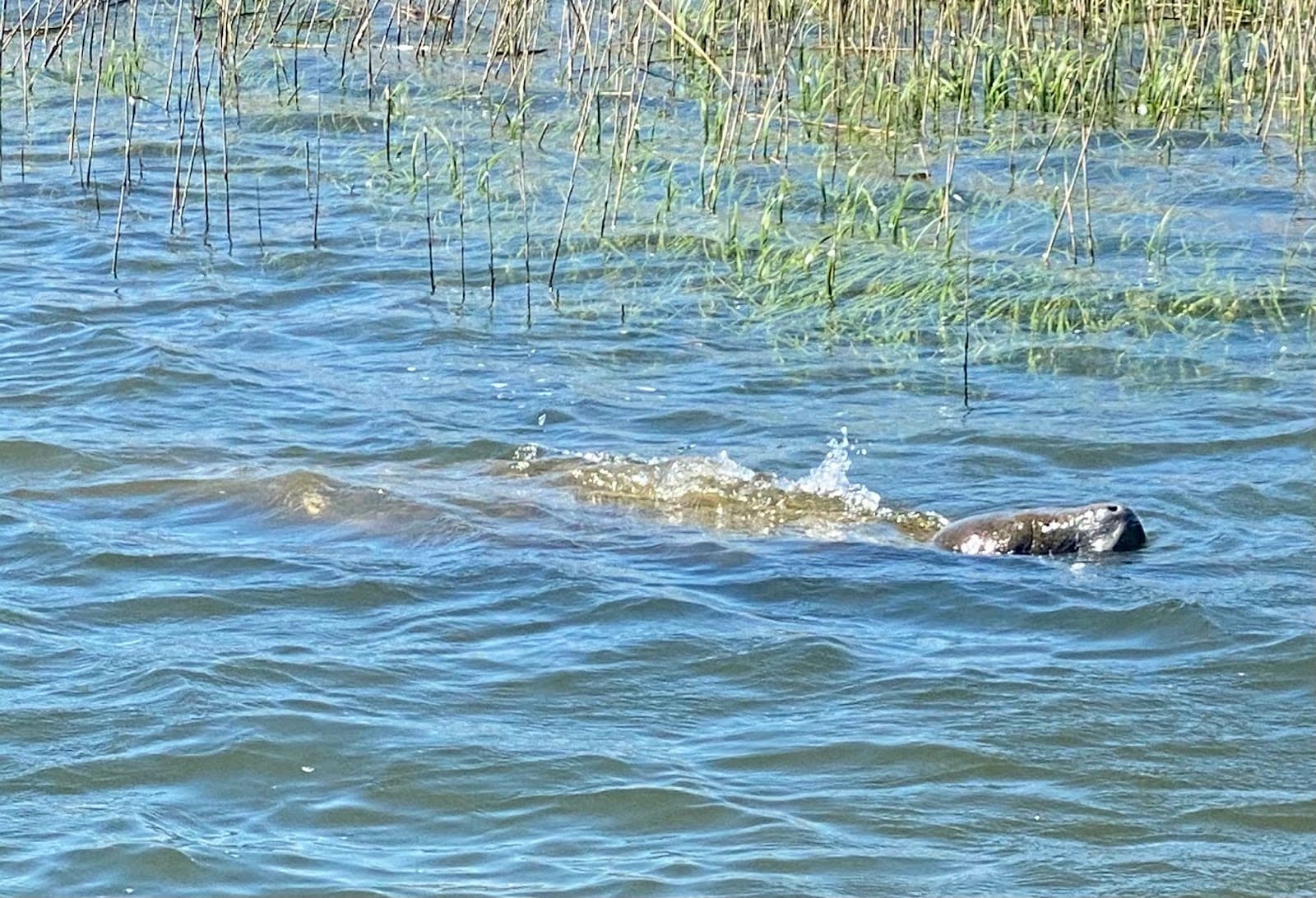 Charleston Fishing Trips — photo 1